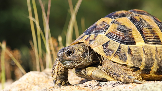 Grundlagen der Schildkröten Fütterung