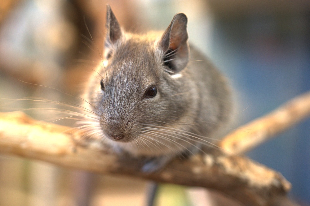Fellwechsel bei Meerschweinchen, Chinchillas und Degus?