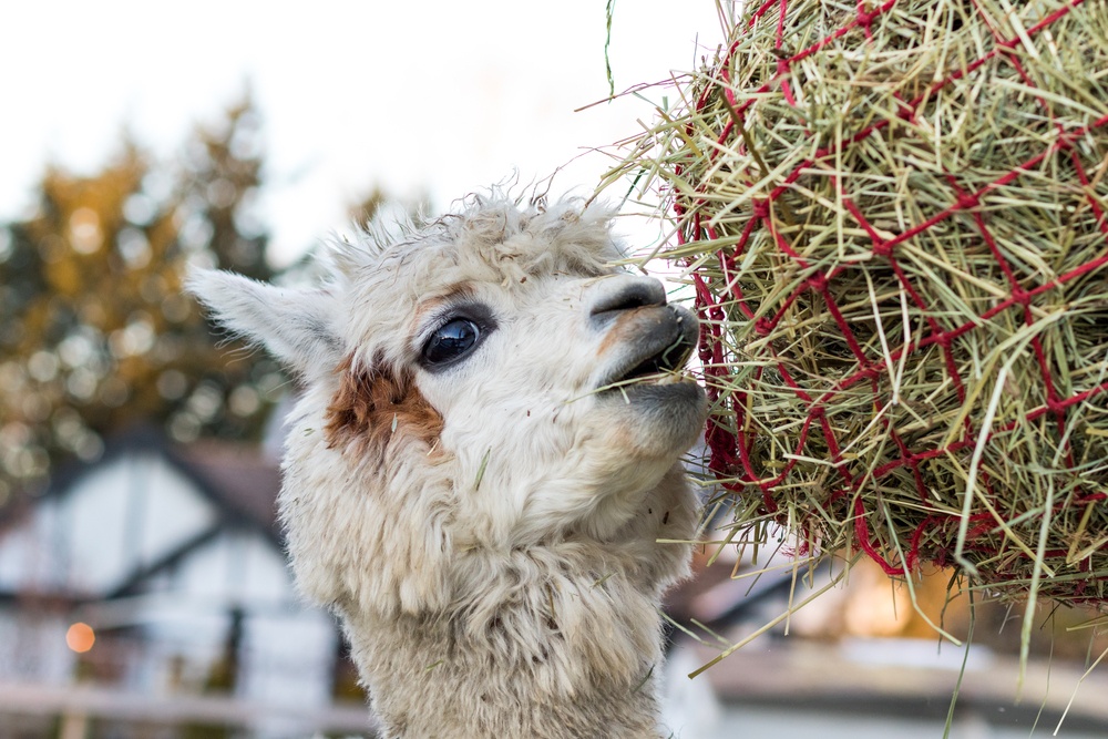Futtertipps für Alpakas und Lamas