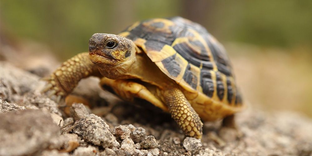 Die Landschildkröte in ihrem natürlichem Umfeld