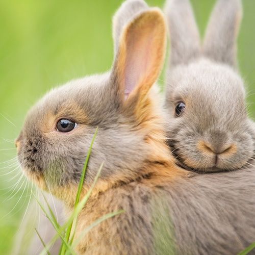 Kaninchen leben im Rudel